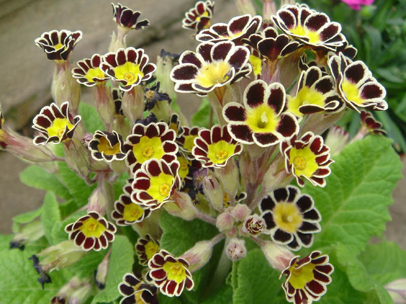 Primula 'Gold Lace' photo